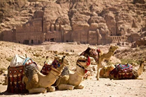 Jordan, Petra. Bedouin camel caravan rests
