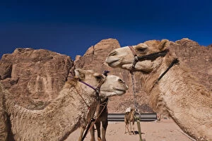 Arab Gallery: Jordan, Wadi Rum, Rum village, camels