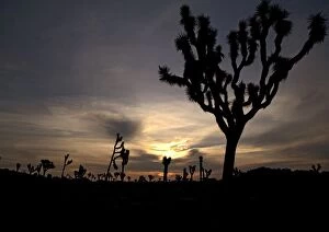 Images Dated 27th February 2005: Joshua Tree