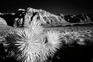 California Gallery: Joshua tree, Mojave Desert, California