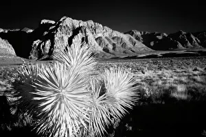 Brevifolia Prints: Joshua tree, Mojave Desert, California Date: 12-01-2005