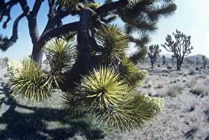 Images Dated 24th January 2006: Joshua Tree Mojave desert, California USA