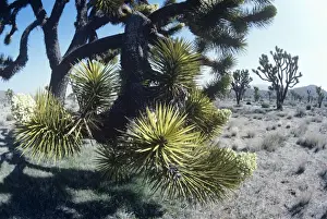 Yuccas Prints: Joshua Tree Mojave desert, California USA