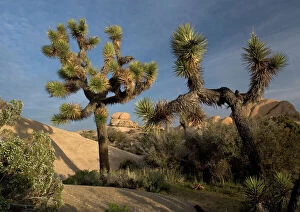 Deserts Collection: Joshua Tree - in the Mojave desert, amongst granite rocks
