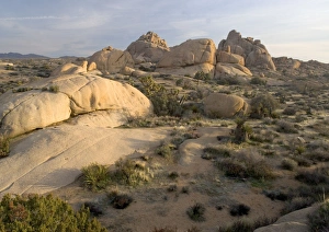 Images Dated 27th February 2005: Joshua Tree National Park California, USA