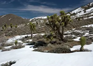 Elevation Prints: Joshua Tree - in pinyon-juniper forest, inyo forest
