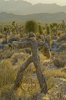 Images Dated 30th October 2007: Joshua Tree / Yucca Palm - in shape of a running man