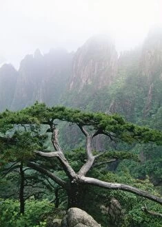 JPF-10079 Mount Huangshan / Yellow Mountains, endemic pine (Pinus huangshanensis) - In mist