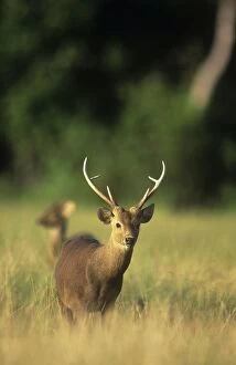 JPF-10534 Calamian Deer - endangered