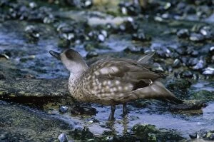 JPF-11034 Crested Duck - foraging in shallow pools