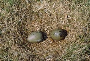 JPF-1155 Great Skua - nest with eggs