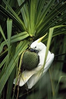 JPF-12453 Sulphur-crested Cockatoo - feeding on River Pandanus nut (Pandanus aquaticus)