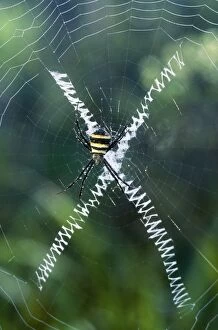 JPF-12645 Orb-Web SPIDER - making a web