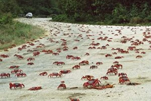 JPF-13022 Red Crab (A land crab) - Crossing road during downward migration