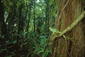 JPF-13301 Fiji / Fijian Crested IGUANA - perched on rainforest vine