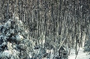 JPF-13323 Snow Gums - Woodland in winter snow