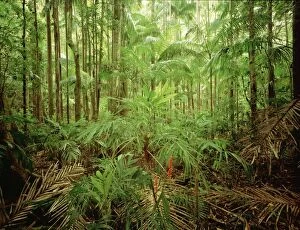 JPF-13328 Subtropical rainforest with Bangalow palms and Walking stick palms (Linospadix monostachya)