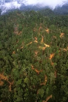 JPF-13330 Lowland tropical rainforest traditionally logged access roads skid trails & log landings visible