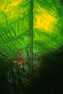 JPF-13335 Harlequin Tree Frog - in large leaf