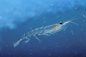 JPF-13359 Antarctic Krill