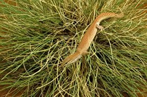 JPF-13724 Short-tailed Pygmy Monitor - In grass