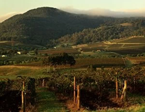 JPF-13827 Vineyards of the Lower Hunter Valley on slopes of the Broken Back Range