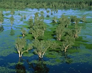 JPF-13905 Magela Creek wetlands, Paperbark swamp (M.cajuputi, M.leucadendra)