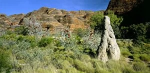 JPF-13909 Purnululu National Park - Termite mound & vegetation: Wattles, Prickly grevillea