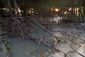 JPF-13912 Mangroves - West Alligator Head, Kakadu National Park (World Heritage Area)