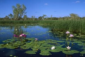 JPF-13922 Yellow Water billabong with waterlilies (two colour forms of same species)