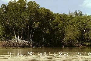 JPF-14055 Mangrove - With gulls in foreground