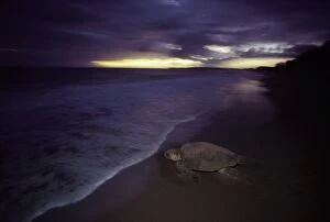 JPF-14085 Loggerhead Turtle - Returning to sea after egg laying at night