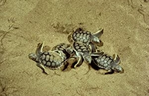 JPF-14093 Flatback Turtle - Hatchlings emerging at night
