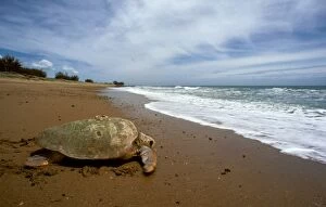 JPF-14094 Loggerhead Turtle - Returning to sea after egg laying