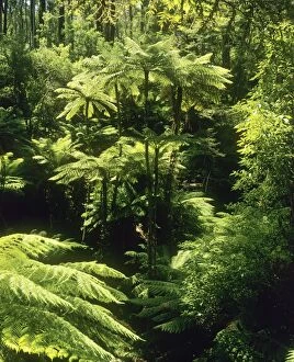 JPF-14120 Temperate Rainforest with Rough Tree Ferns
