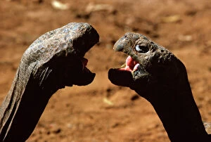 JPF-14135 A Galapagos Giant Tortoise - Showing aggression