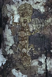 JPF-14188 Northern Leaf Tailed Gecko - Camouflaged against bark of tree