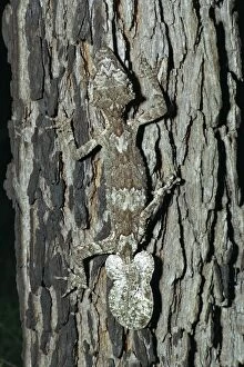 JPF-14189 Northern Leaf Tailed Gecko - Camouflaged against bark of tree