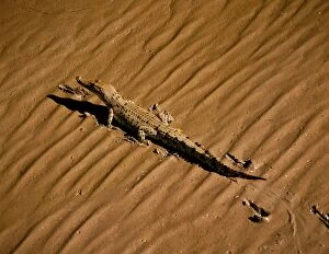 JPF-14268 Estuarine / Indo-Pacific / Saltwater Crocodile - Walking across wet sand