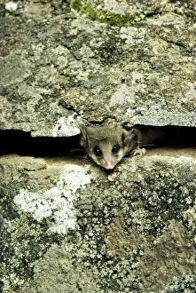 JPF-14410 Mountain Pygmy-Possum - Peaking through crevice in rock