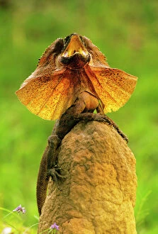 JPF-14422 Frilled Lizard - Defensive display perched on termite mound - Kakadu National Park (World Heritage Area)