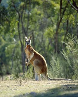 Jpf-2114 Red Kangaroo