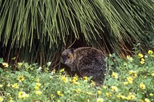 JPF-3677 Spectacled Hare-wallaby