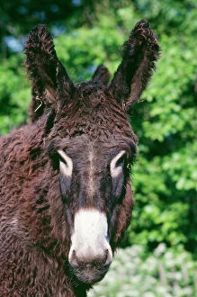 Donkeys Gallery: JPF-4455
