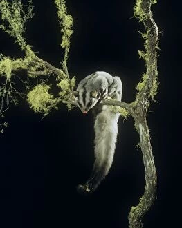 JPF-5893 Squirrel Glider - perched on branch, showing underside of tail├é┬á