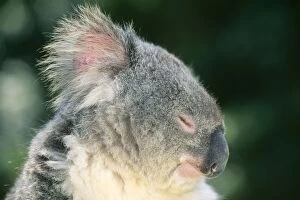 Images Dated 31st January 2006: Koala