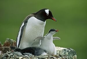 JPF-8768 GENTOO PENGUIN - adult and young