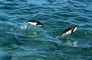 JPF-9144A ADELIE PENGUIN - two leaping through sea Pygoscelis adeliae Jean Paul Ferrero PLEASE READ OUR LICENCE TERMS
