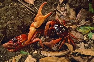 JPF-9698 Red Crab - (land crab) males fighting over burrow (mating place)