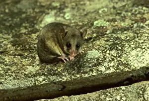 Possums Prints: JPF02781